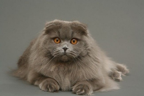 Кот Хайленд фолд