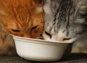 два кота едят из одной миски