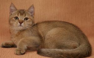 окрас шерсти шотландских кошек тиккированный