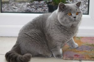 британская пухленькая кошка