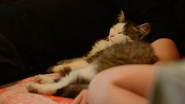 Почему кошка спит на человеке
