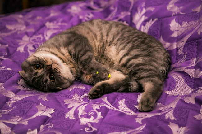 кошка