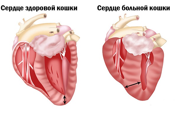 сердце кошки