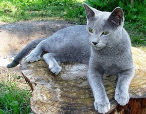Русская голубая кошка