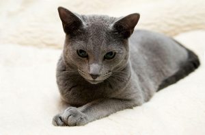 Русская голубая кошка