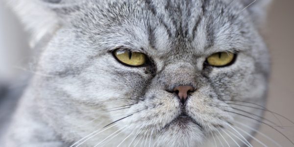 Болезни сердечно-сосудистой системы у кошек