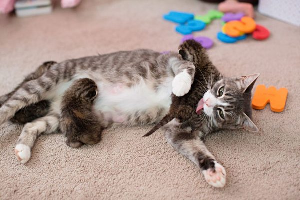Почему кошка ест своих котят
