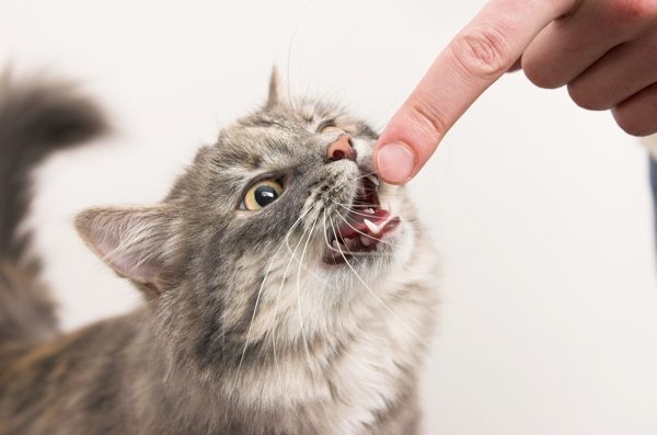 Как отучить котенка кусаться и царапаться