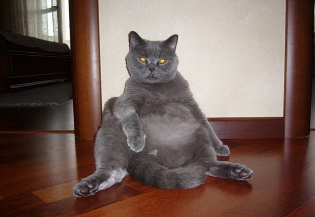 Толстый кот