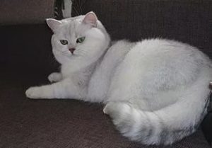 характер британского кота