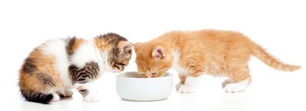 Чем нельзя кормить кошек