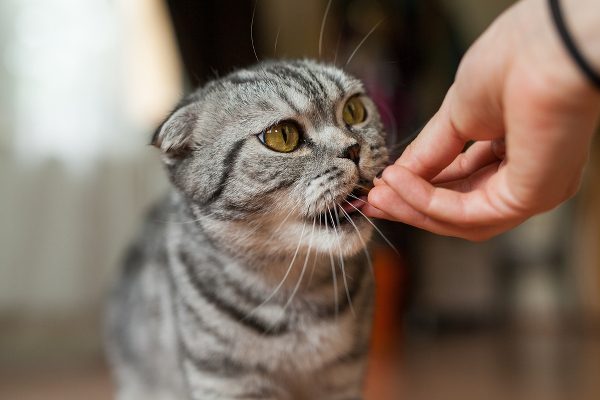 Кормление кошек