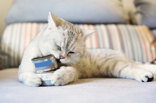 Кормление кошек