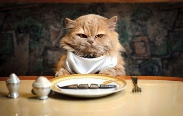 Кормление кошек