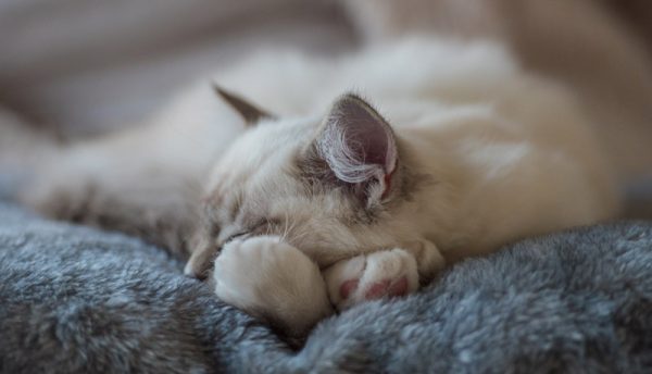 Адаптация котенка в новом доме
