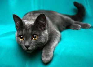 корат кошка