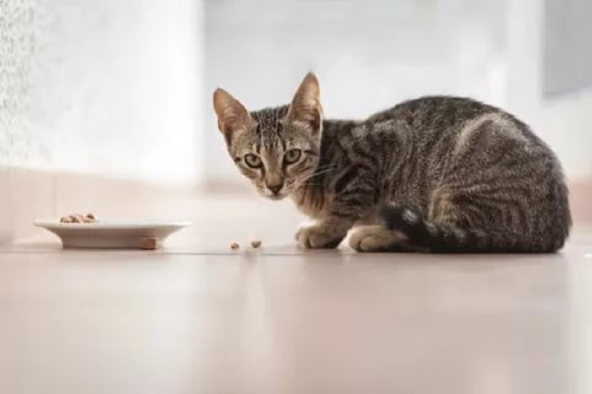 Чем кормить кота