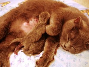 кошка и котята