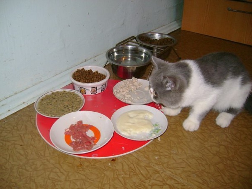Домашняя еда для кошки