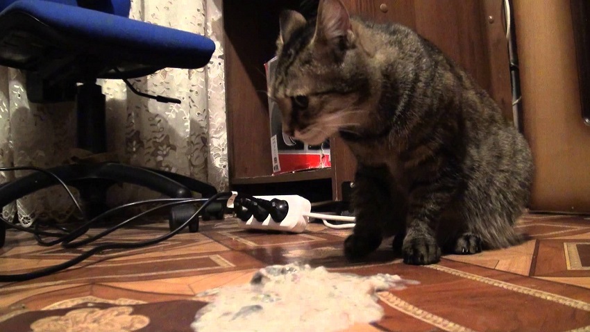 Кошка рвет причины