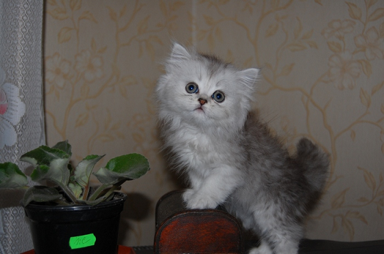котенок шиншиллы
