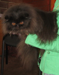 Персидский кот