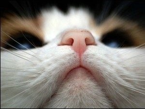 у кота сухой нос