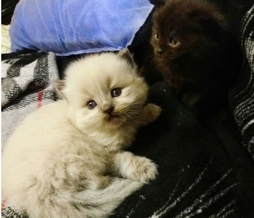 Котенок привыкает к дому