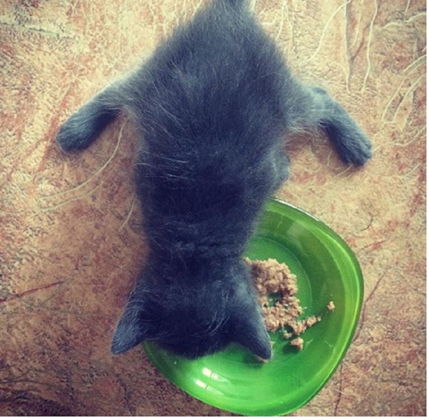 как кормить котенка