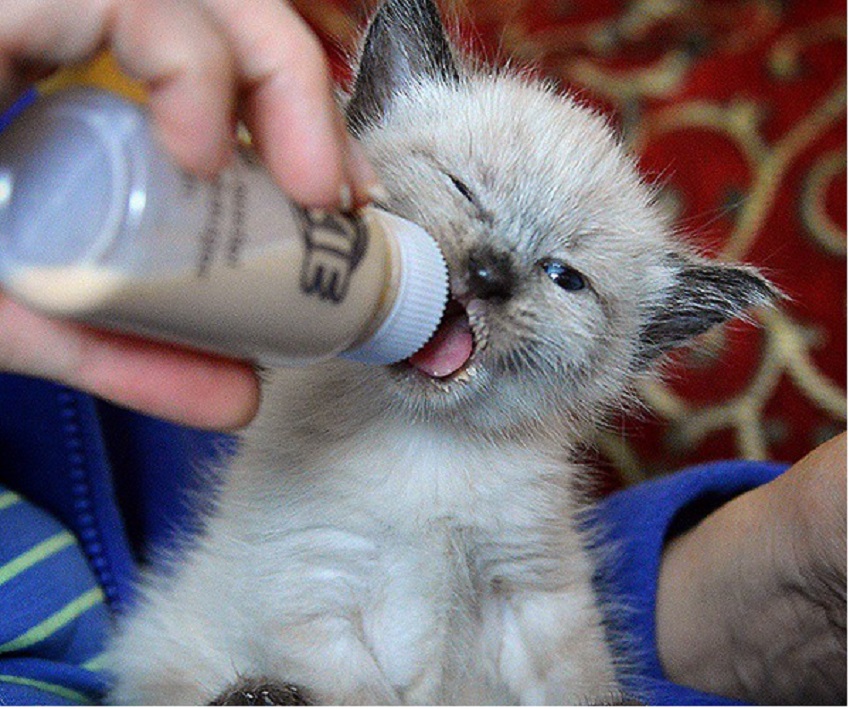 котенок пьет молоко