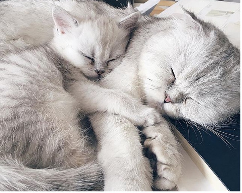 котенок с мамой