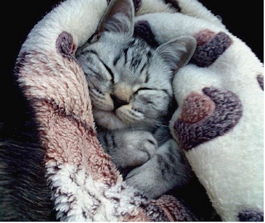 котенок спит