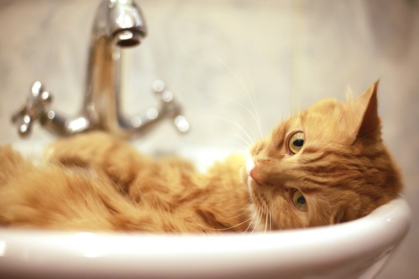 Купание кота