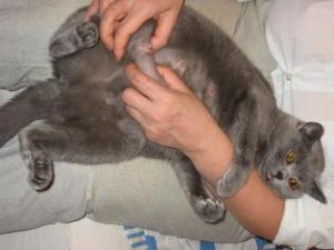 мастит у кошки лечение