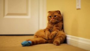 рыжий скоттиш фолд сидит