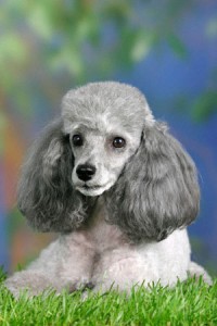 miniature_poodle_05[1]