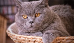 британская короткошерстная кошка в лежаке