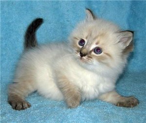 невская маскарадная кошка