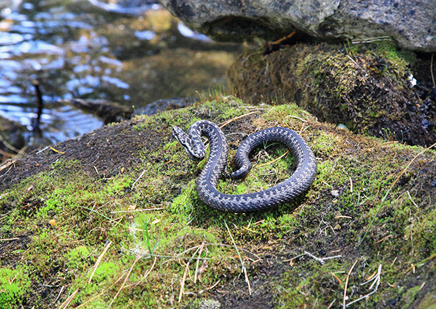 Vipera berus имеет достаточно широкое распространение