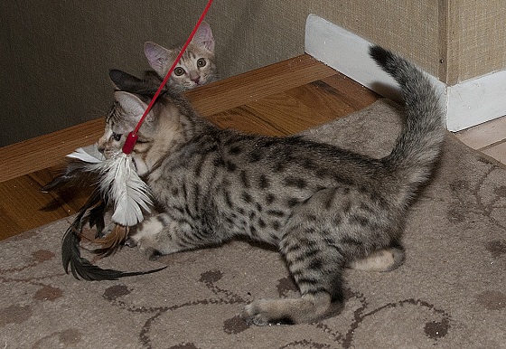 кот играет