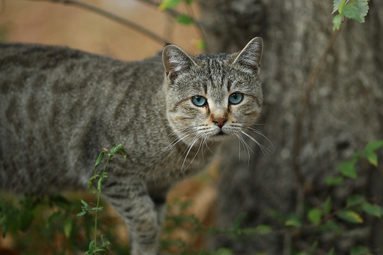 кошка породы охос азулес