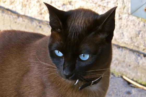 кот охос азулес