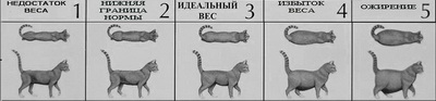 Схема определения ожирения у кошек