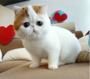 котенок породы экзот