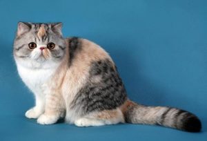 трехцветная экзотическая кошка