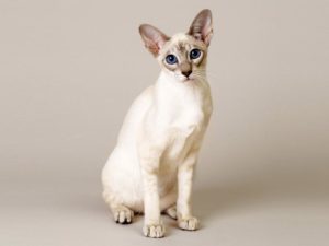 кошка сфинкс сидит и смотрит в камеру