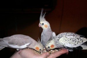 ручные кореллы
