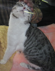 Скоттиш фолд