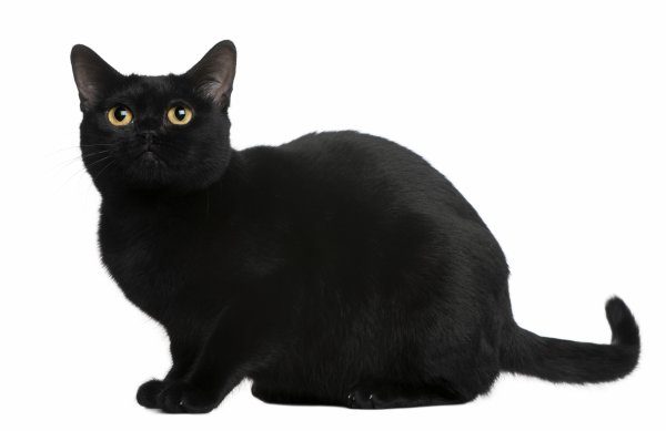 Бомбейская кошка