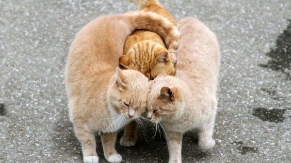 Что делать если кошка начинает просить кота